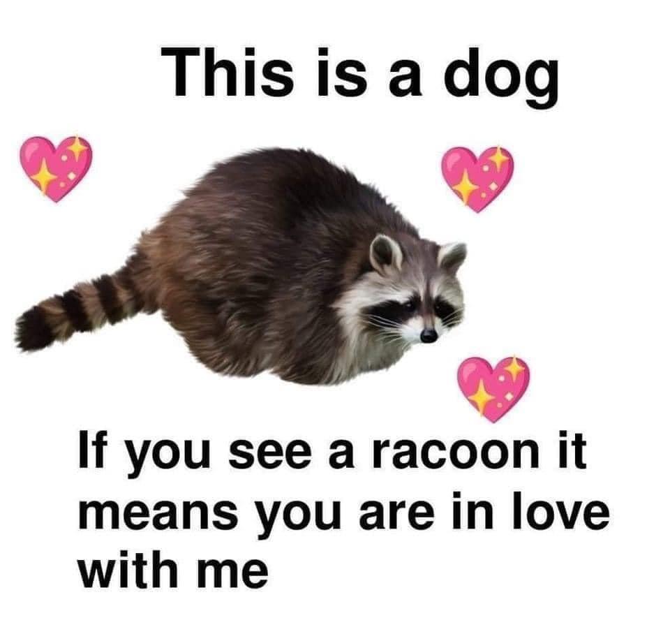 funny memes pics and tweets - if you see this you re in love with me - 06 This is a dog If you see a racoon it means you are in love with me