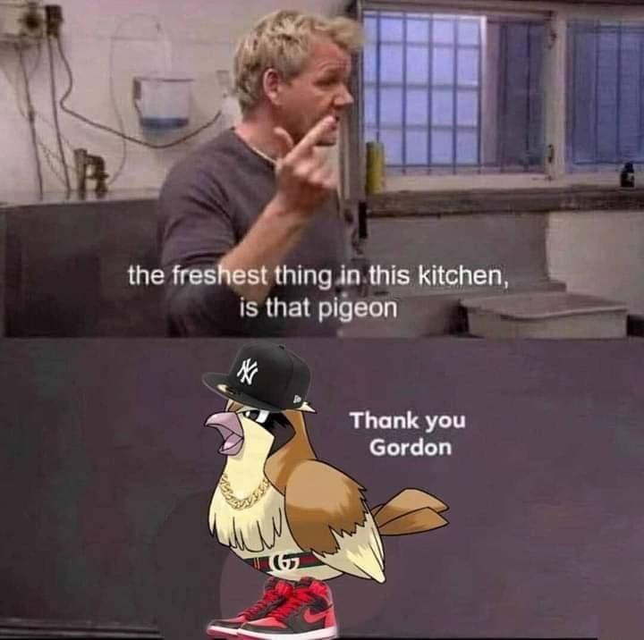 funny memes pics and tweets - freshest thing in this kitchen - the freshest thing in this kitchen, is that pigeon Thank you Gordon