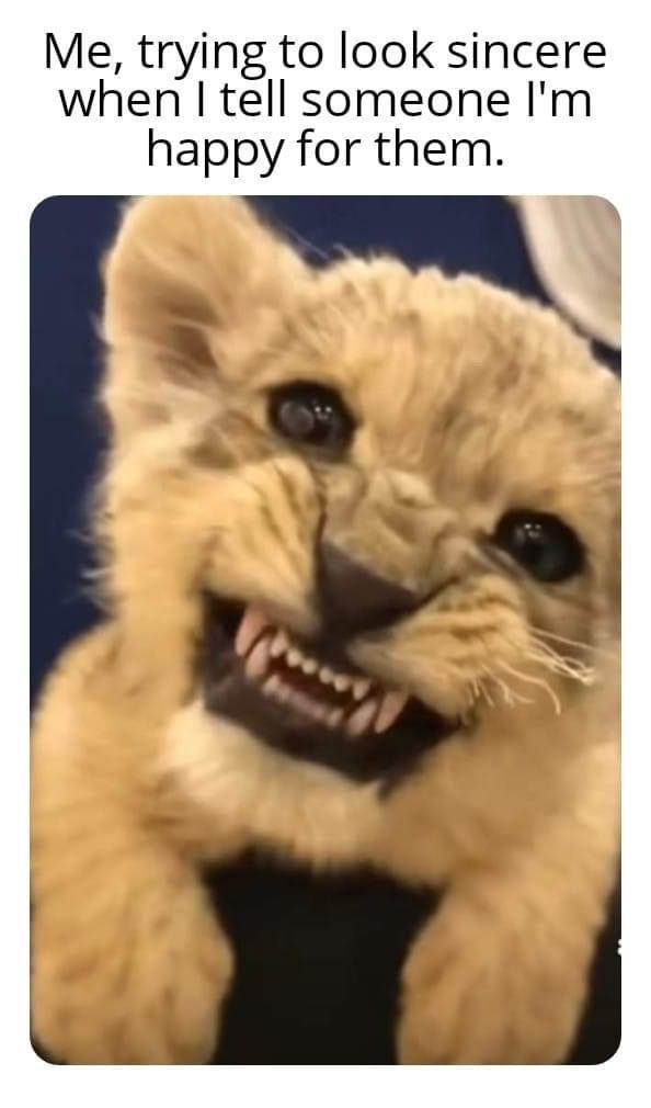 funny memes and cool pics - lion - Me, trying to look sincere when I tell someone I'm happy for them.
