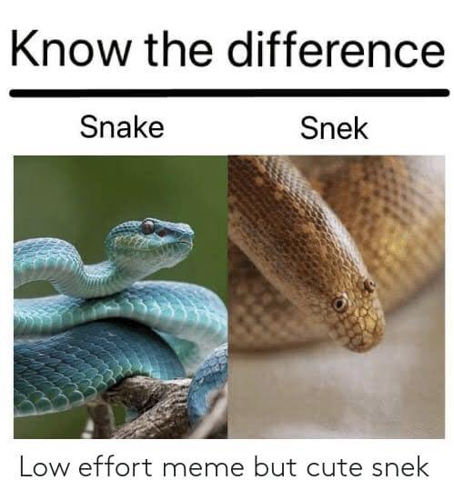 funny memes and cool pics - blue snake - Know the difference Snake Snek Low effort meme but cute snek