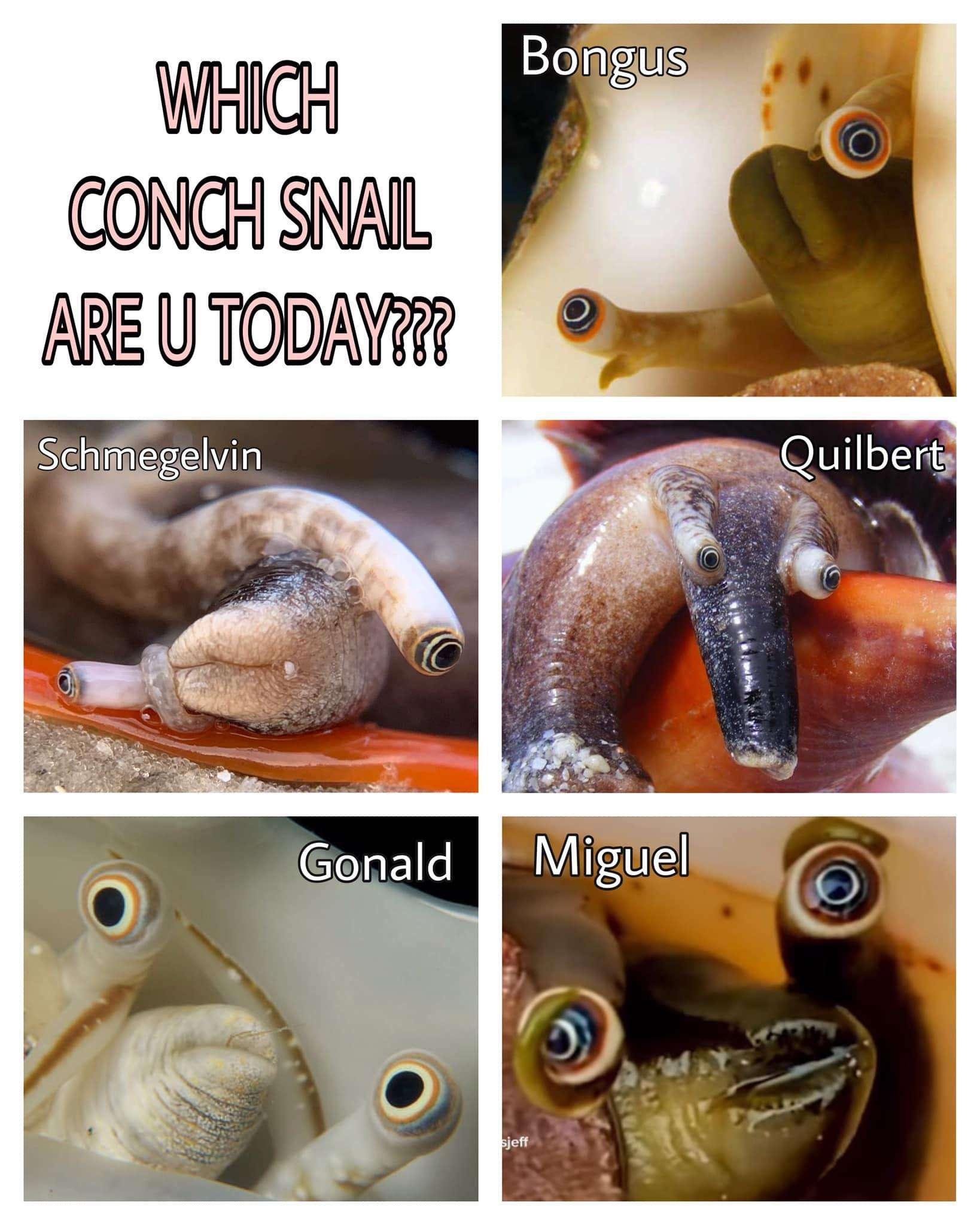 funny snail memes - Which Conch Snail Are U Today??? Schmegelvin Bongus Gonald Miguel sjeff Quilbert