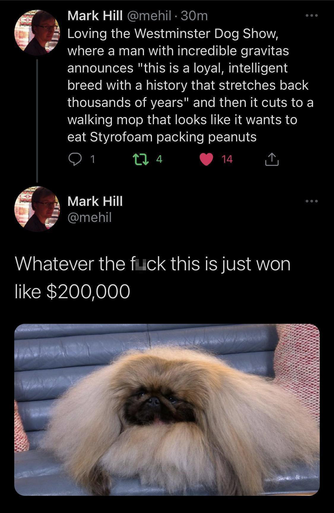 funny memes - pet - Mark Hill . 30m Loving the Westminster Dog Show, where a man with incredible gravitas announces "this is a loyal, intelligent breed with a history that stretches back thousands of years" and then it cuts to a walking mop that looks it 