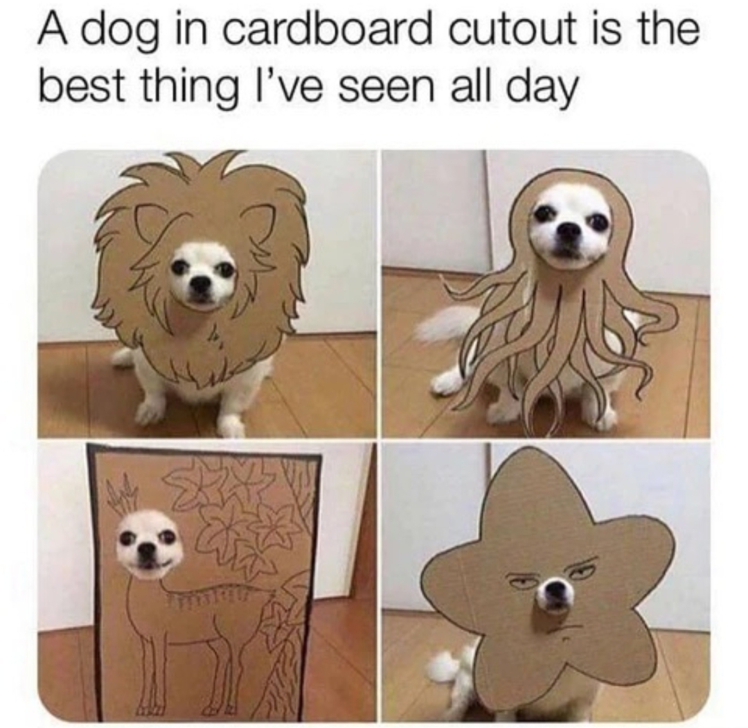 dog - A dog in cardboard cutout is the best thing I've seen all day