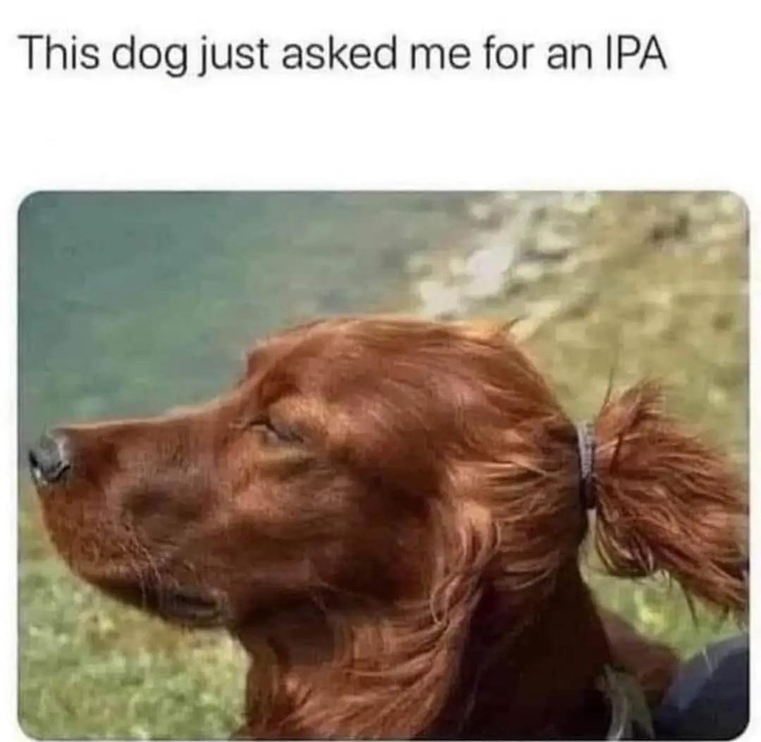 dank memes - dog just asked me for an ipa - This dog just asked me for an Ipa