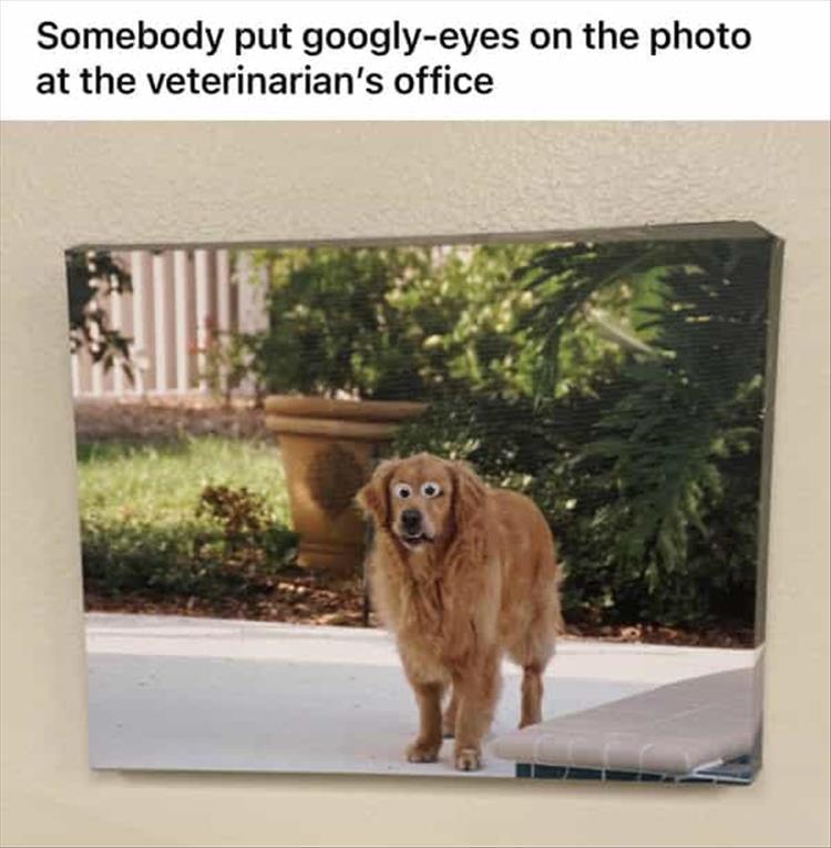 funny memes - dog - Somebody put googlyeyes on the photo at the veterinarian's office