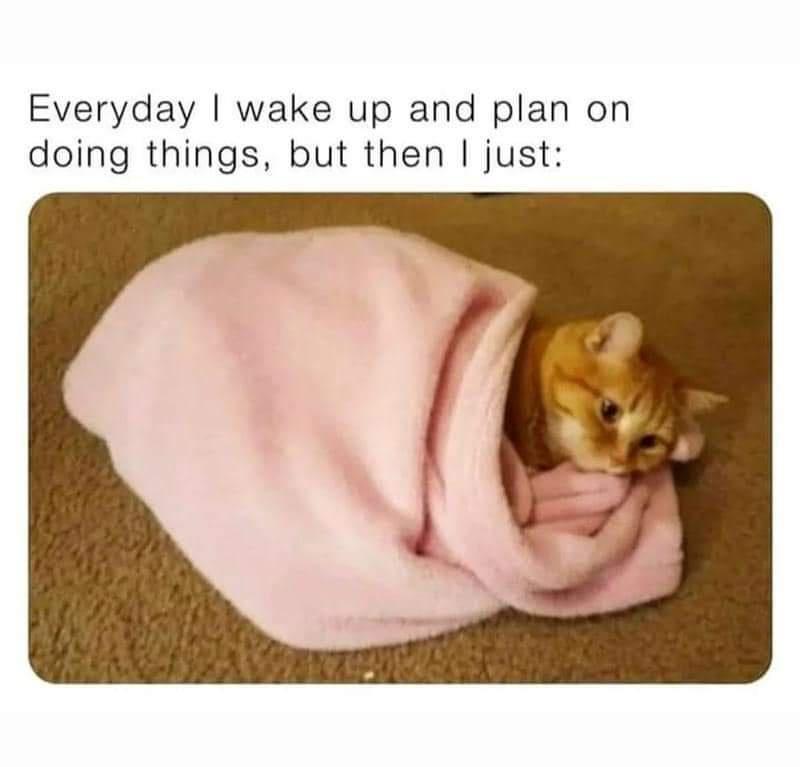 funny memes and pics - cat memes hooman - Everyday I wake up and plan on doing things, but then I just