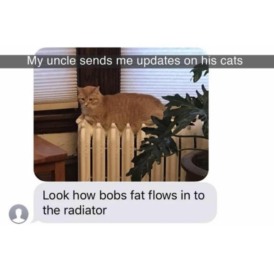 fresh memes -  furniture - My uncle sends me updates on his cats Look how bobs fat flows in to the radiator