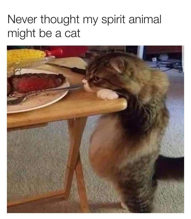 fresh memes - never thought my spirit animal might - Never thought my spirit animal might be a cat
