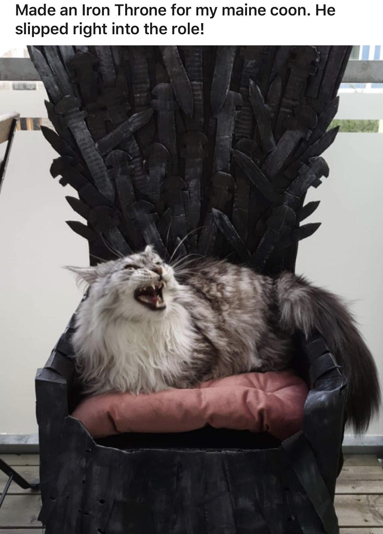 dank memes - photo caption - Made an Iron Throne for my maine coon. He slipped right into the role!