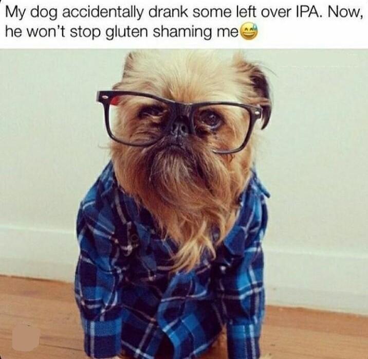 dank memes - photo caption - My dog accidentally drank some left over Ipa. Now, he won't stop gluten shaming me