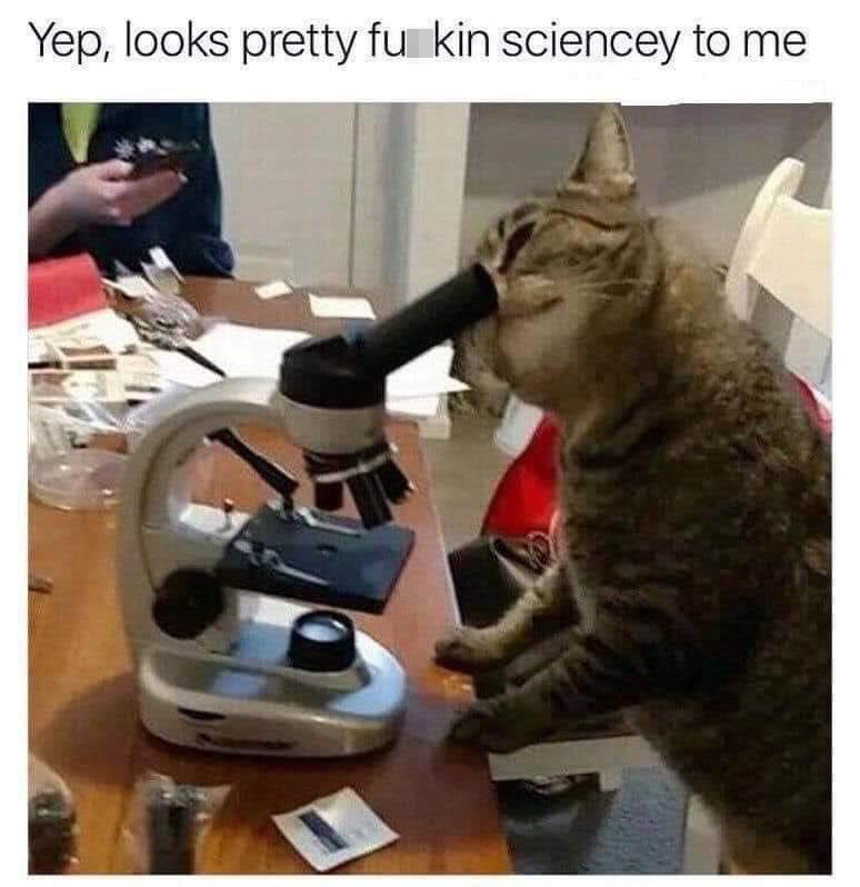 fresh memes - scientist cat - Yep, looks pretty fu kin sciencey to me
