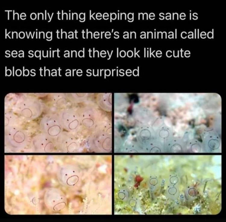 fresh memes - meme sea squirts cute - The only thing keeping me sane knowing that there's an animal called sea squirt and they look cute blobs that are surprised O