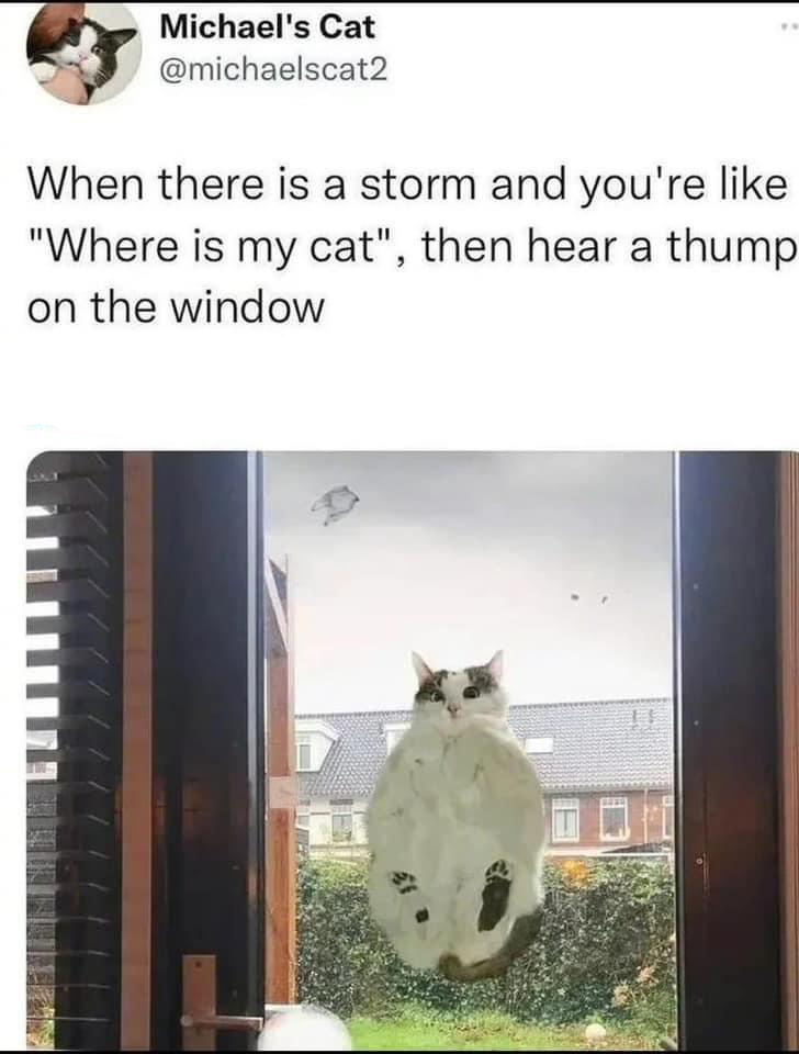 dank memes -  window - Michael's Cat When there is a storm and you're "Where is my cat", then hear a thump on the window