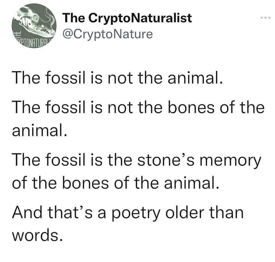 dank memes - angle - Ptonatural The CryptoNaturalist The fossil is not the animal. The fossil is not the bones of the animal. The fossil is the stone's memory of the bones of the animal. And that's a poetry older than words.