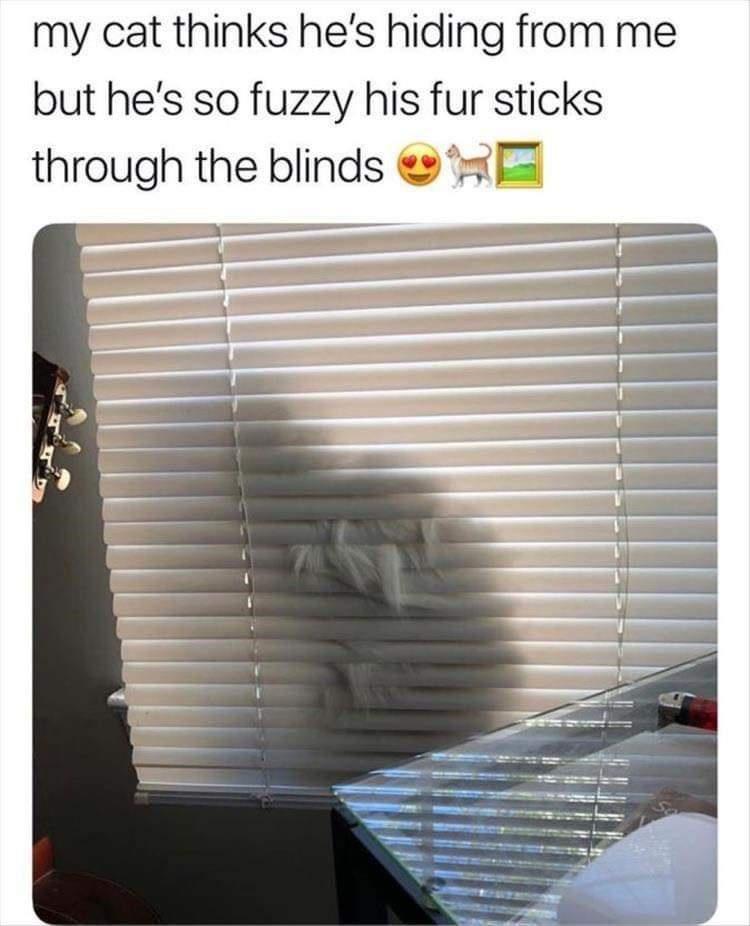 dank memes - Funny meme - my cat thinks he's hiding from me but he's so fuzzy his fur sticks through the blinds
