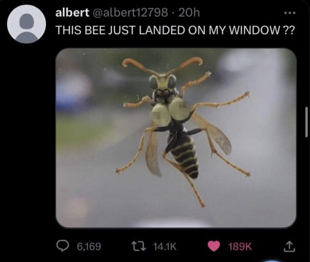 funny tweets - asian magumbo hornet - albert 20h This Bee Just Landed On My Window?? 6,169