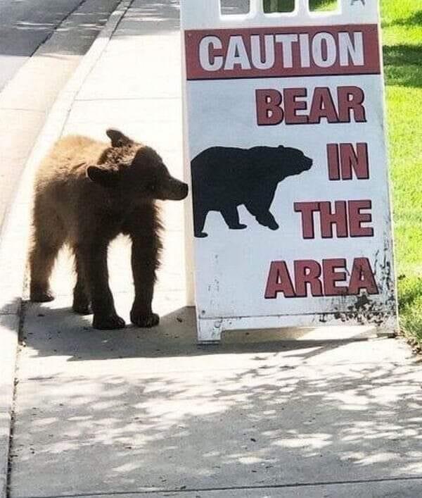 fresh memes - caution bear in area meme - Caution Bear In The Area h