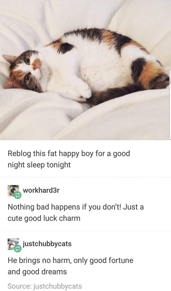fresh memes - fauna - Reblog this fat happy boy for a good night sleep tonight workhard3r Nothing bad happens if you don't! Just a cute good luck charm justchubbycats He brings no harm, only good fortune and good dreams Source justchubbycats