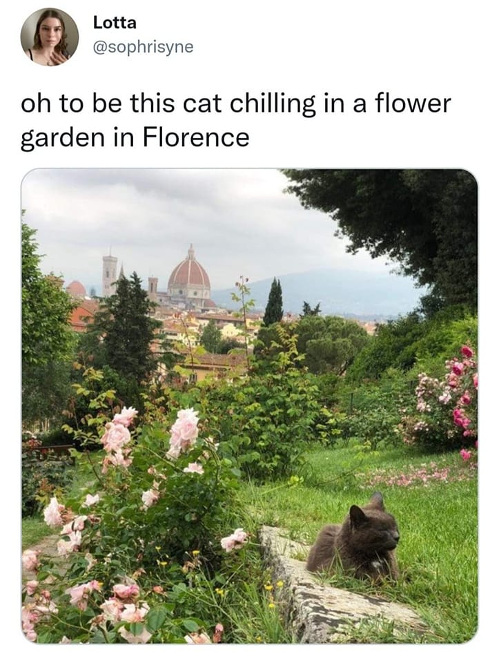 funny memes - flora - Lotta oh to be this cat chilling in a flower garden in Florence