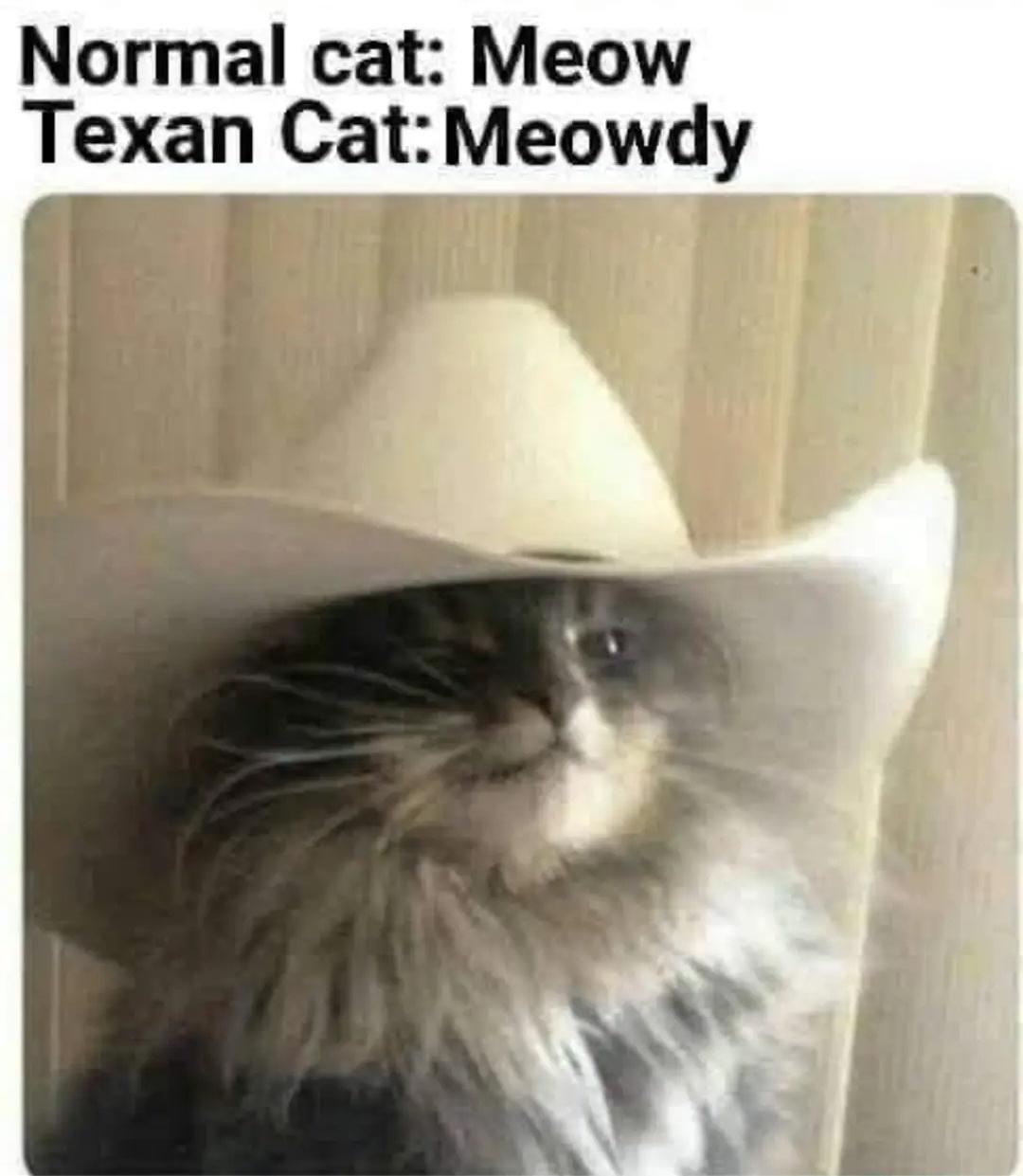dank memes - normal cat vs texas cat - Normal cat Meow Texan Cat Meowdy