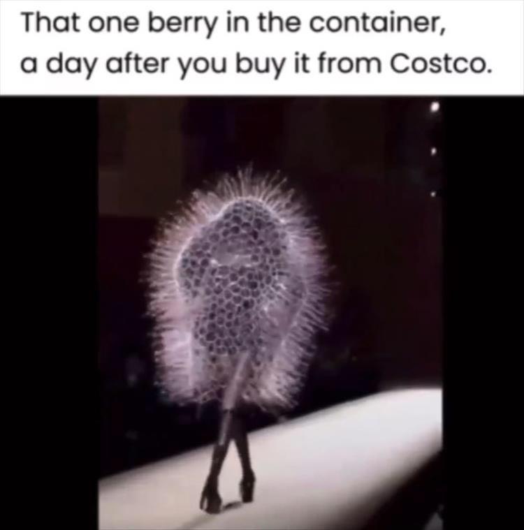 monday morning randomness - fur - That one berry in the container, a day after you buy it from Costco.