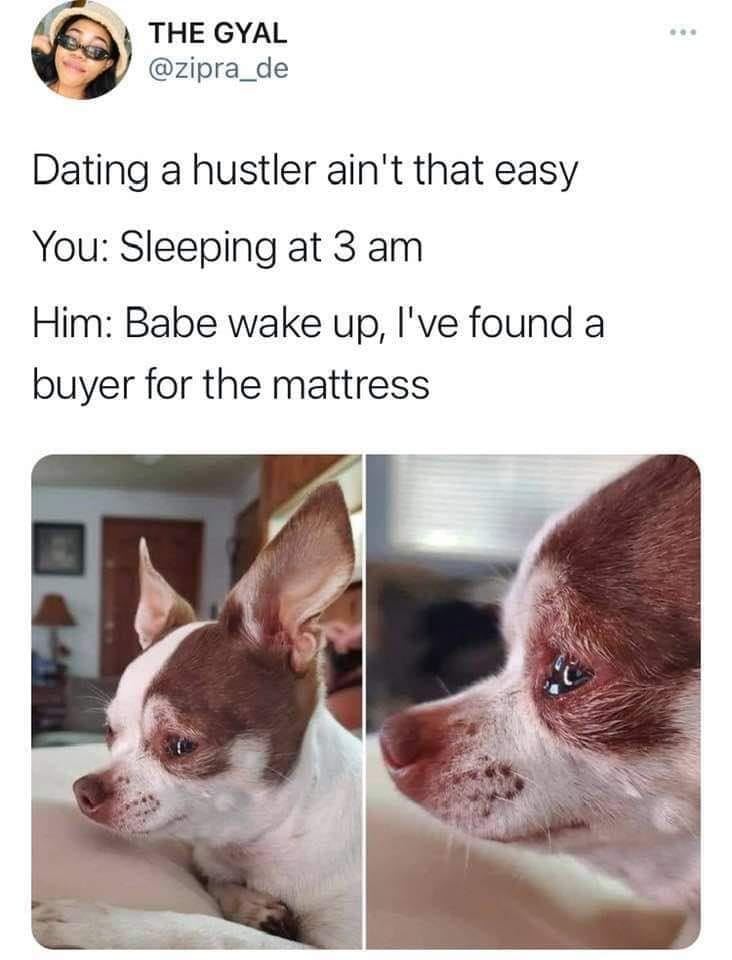 funny tweets and twitter memes - dog - The Gyal Dating a hustler ain't that easy You Sleeping at 3 am Him Babe wake up, I've found a buyer for the mattress