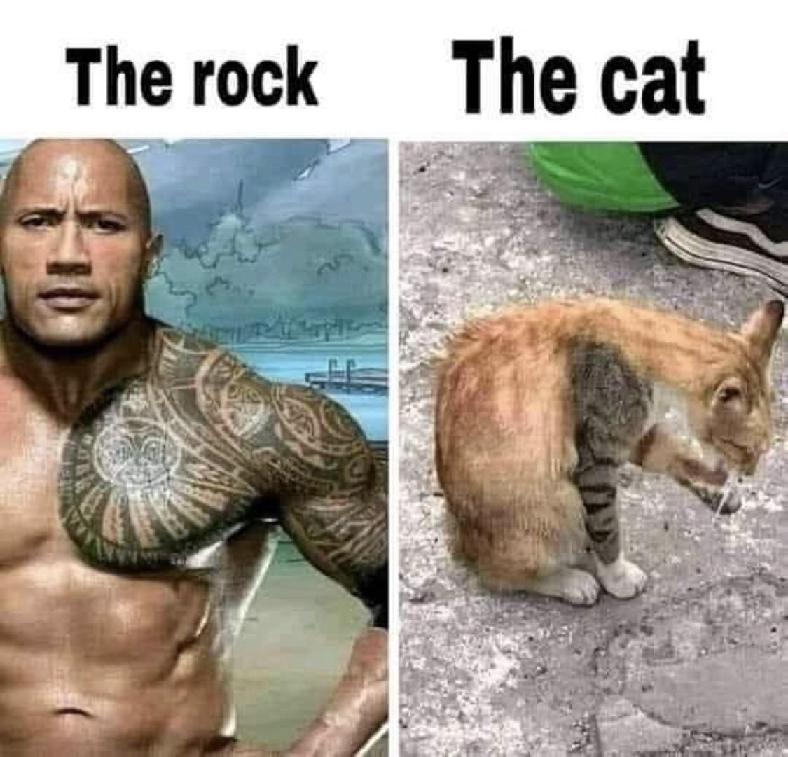 cool pics and funny memes - fauna - The rock The cat