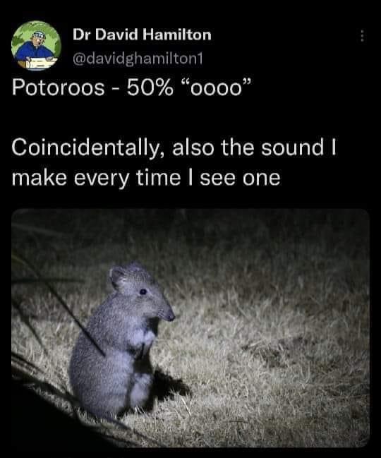 dank memes - fauna - Dr David Hamilton Potoroos 50% "0000" Coincidentally, also the sound I make every time I see one