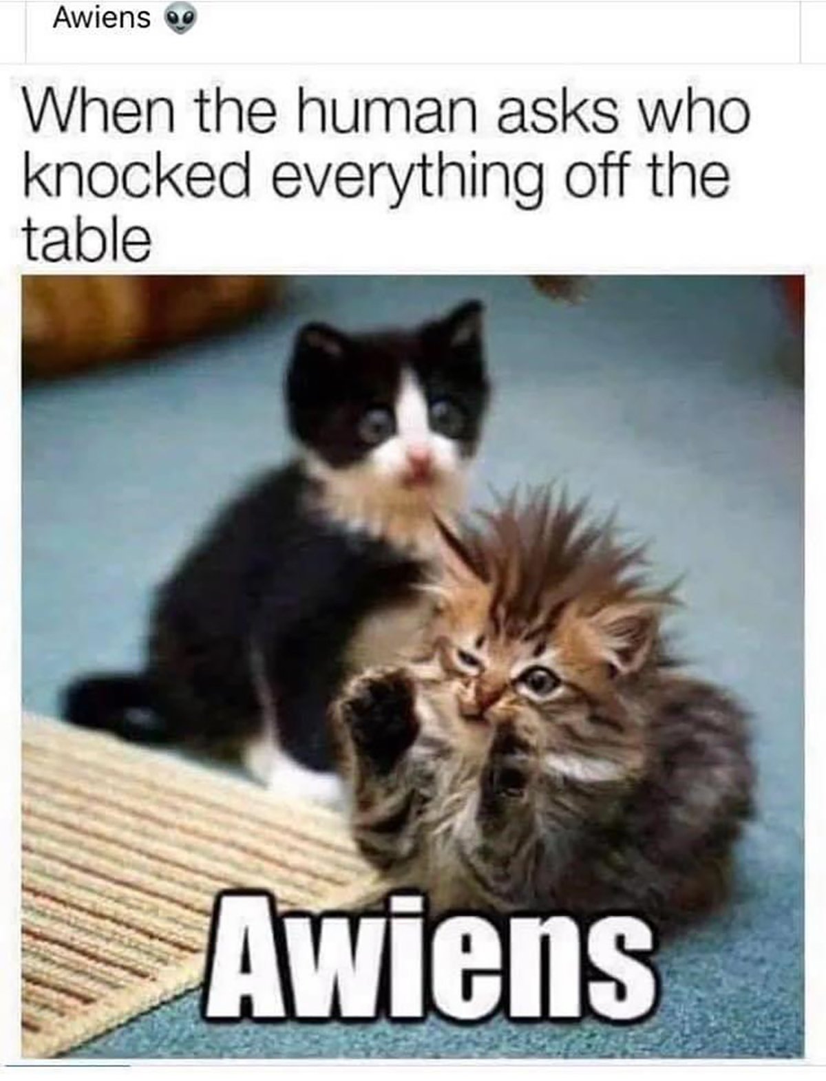 monday memes - rack solutions - Awiens When the human asks who knocked everything off the table Awiens