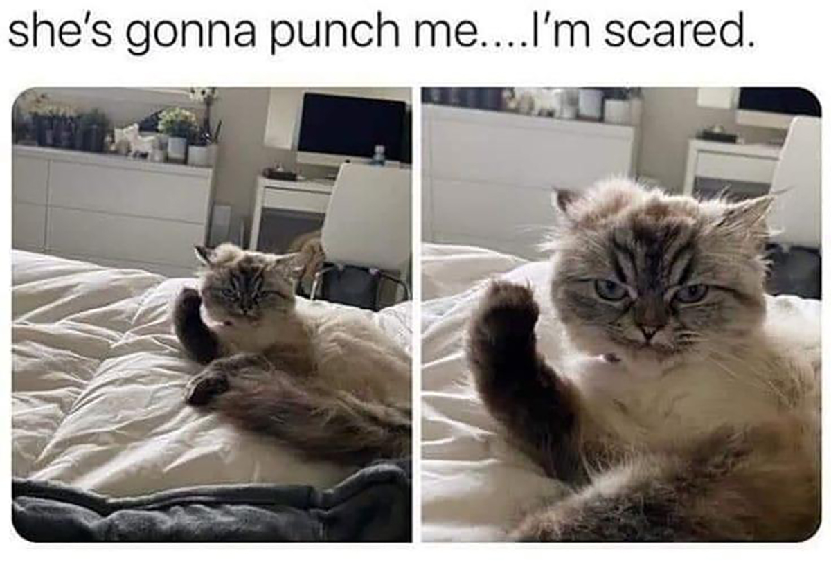 fresh memes - photo caption - she's gonna punch me....I'm scared.