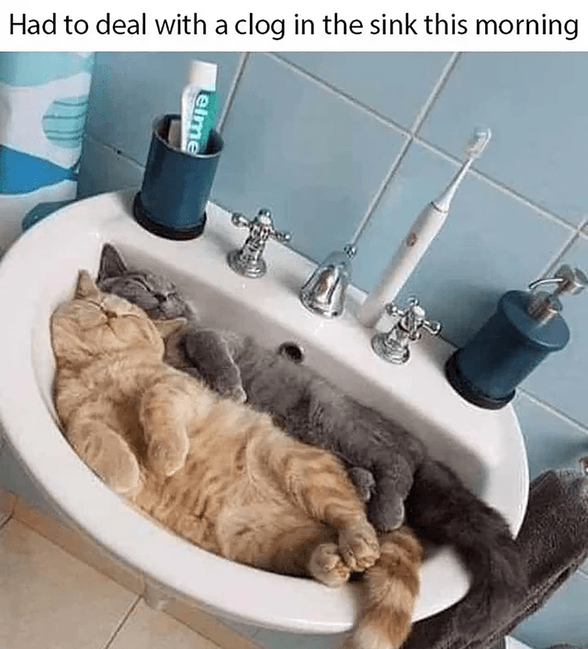 fresh memes - cat - Had to deal with a clog in the sink this morning elme