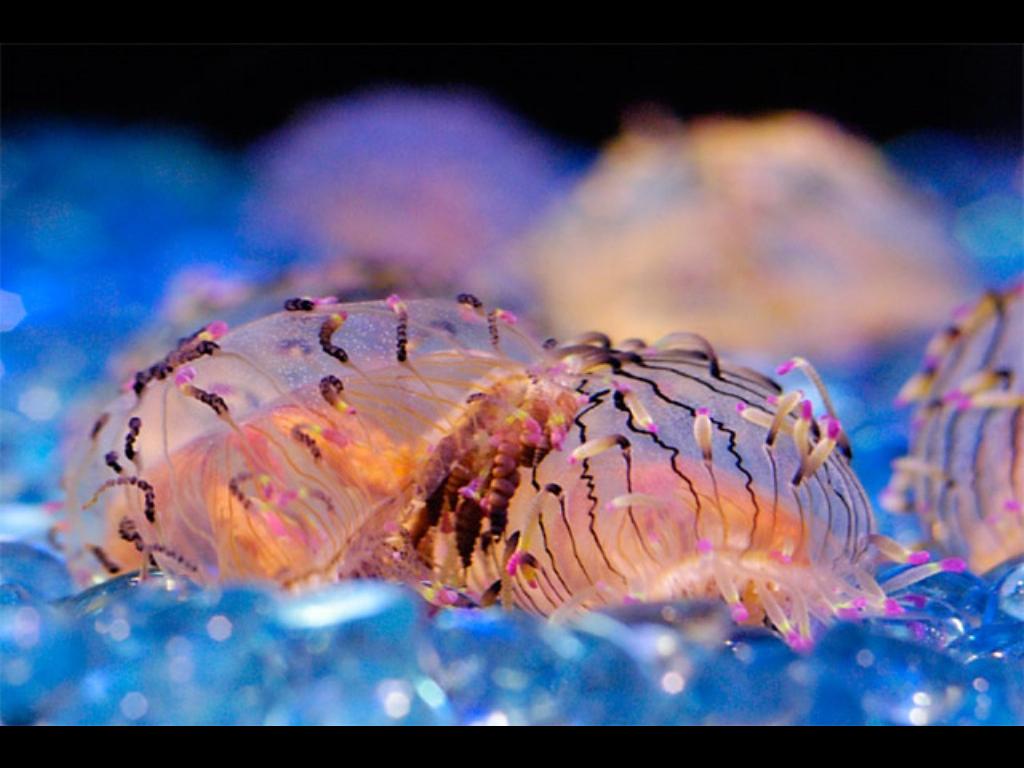 Trippy Jelly Fish