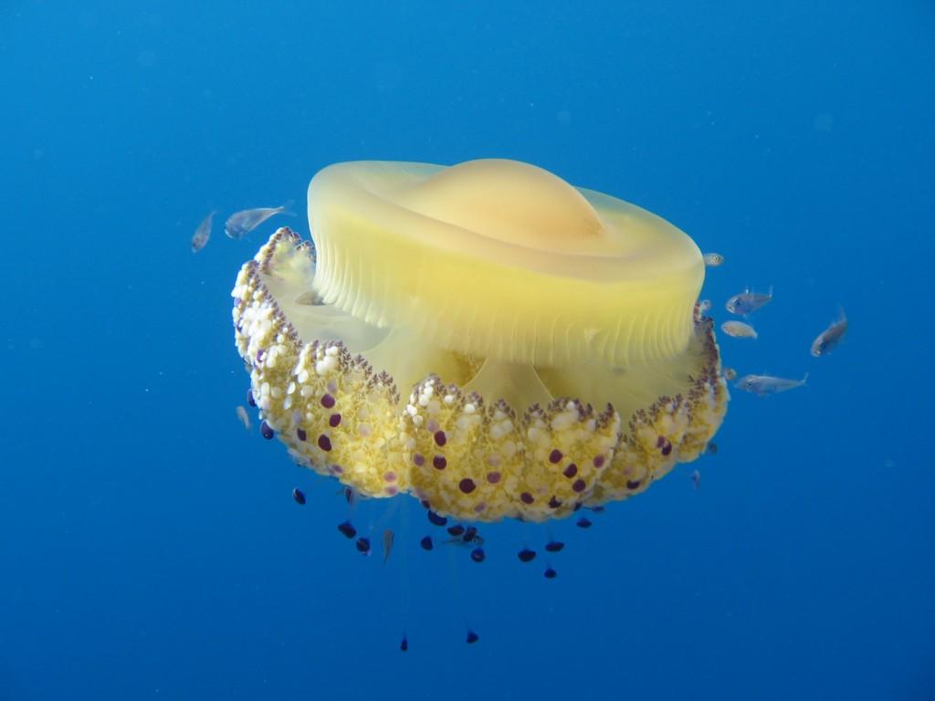 Trippy Jelly Fish
