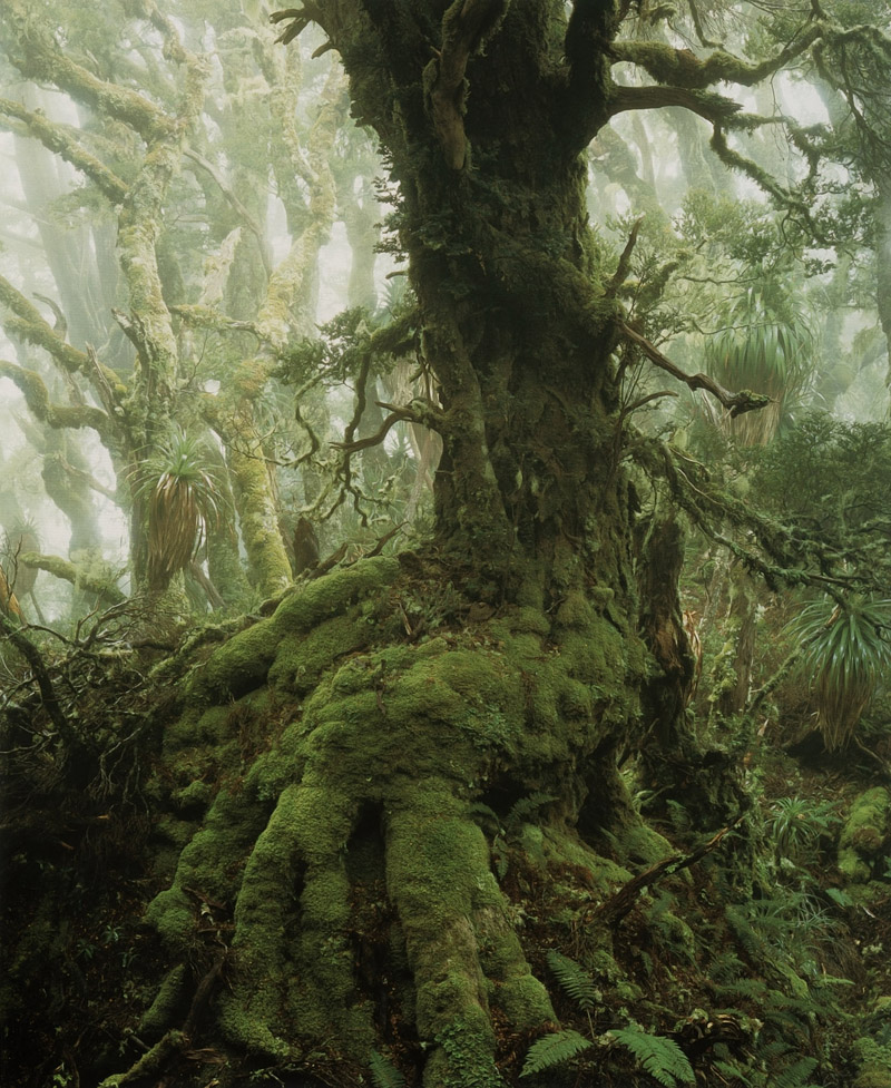 fairy tale forest- Tasmania