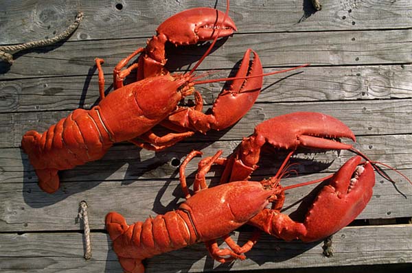 Lobsters dont seem to age. They dont die of old age, but external factors.