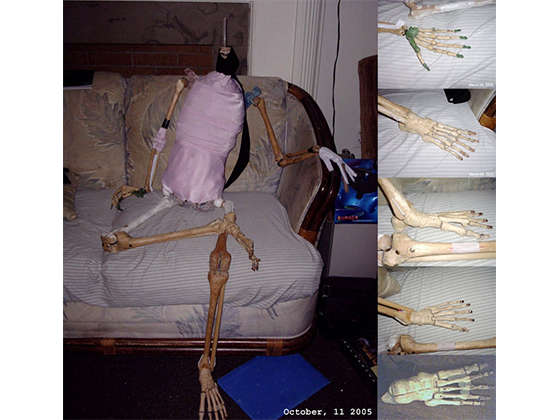 sally acorn human skeleton - October, 11 2005