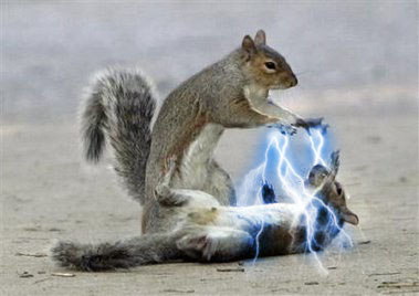 Crazy force squirrel