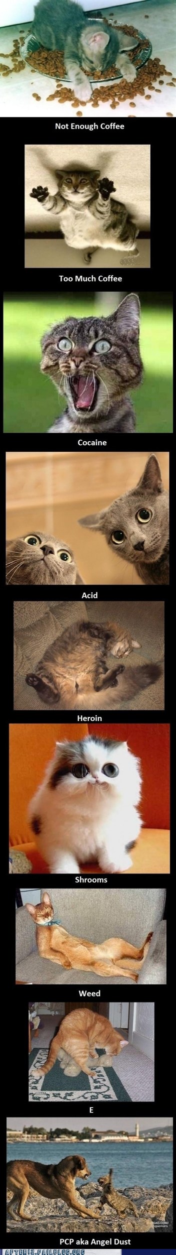 weed, acid, cocaine...gotta love cats