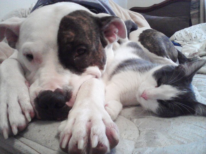 Kerli's cat and dog being best buds