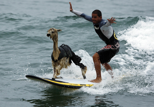 alpaca surfing