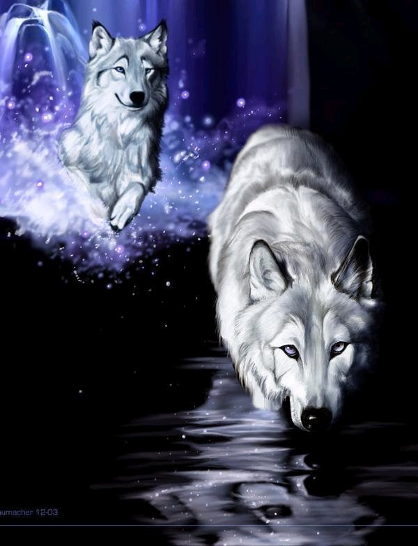 a couple of wolves near water