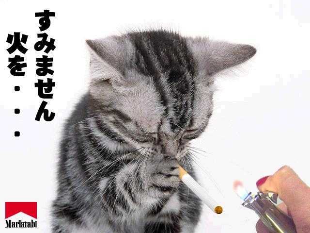kittens smoking