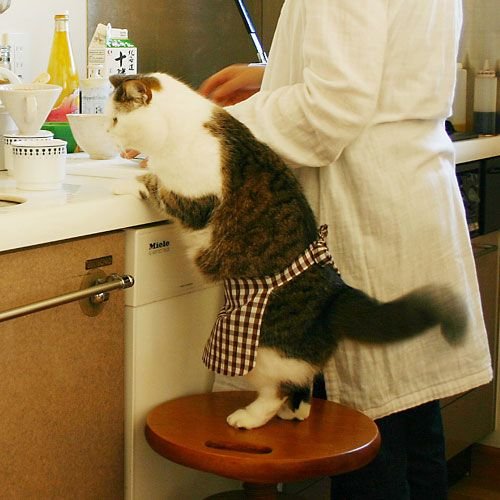 cat cooking