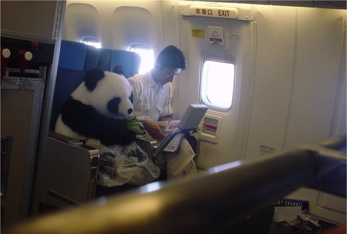 random panda on a plane - 3 Exit Kerale