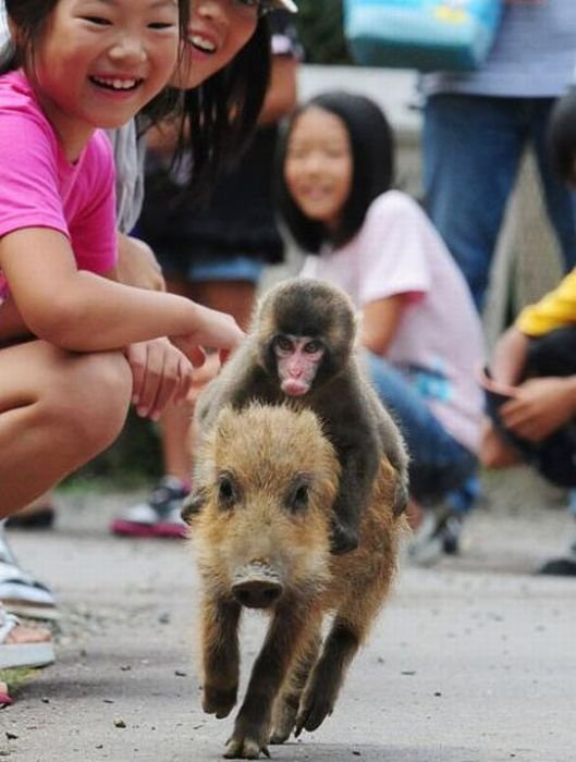 monkey riding on a pig