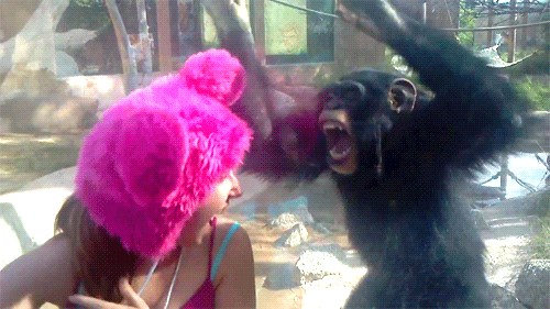 Monkey wants his hat back