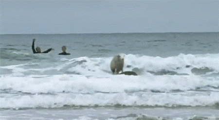 This sheep would have been better in Point Break than Keanu Reeves