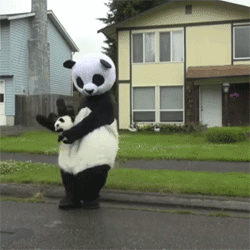 panda gif funny