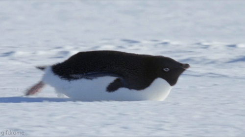 penguin slide gif - gifdrome