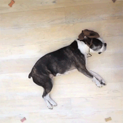 buster beans gif